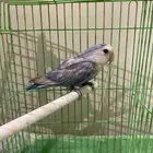 ببغاء روز
