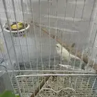 جوز منتج لأول مرة بصحة جيدة البيع دون القفص