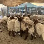 نعيم جبر فاخر ووسط فاخر