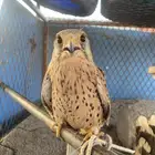 صقر