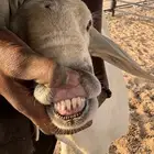 طلي حري ذبيحه او فحل