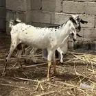 عنز بيشية جرم ماشا الله تبارك الرحمن
