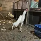 ديك شامو ماشاالله تبارك الرحمن