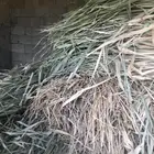 علف