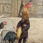 ديك ودجاجه شامو ياباني