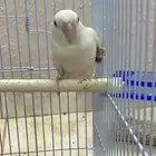 روز نثية