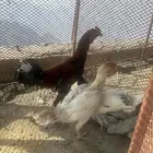 بكستاني ممتاز مع دجاجه