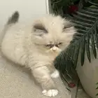قطط للبيع