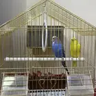 طيور حب