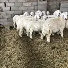 ذبايح رمضان من البرا انتاج المراح