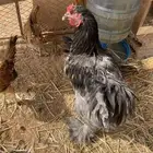 دجاج ودياك براهما