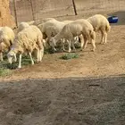 رخال حريات طيبه اعمارها من 5-6 شهور