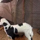 خروف داغور عمره شهر وطيب
