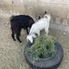 عنز بعناقها اول مولود لها