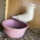 حمام بلجيكي وحب رمان