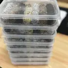 تمريه
