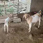 شاه منتوج