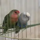 طيور زوج روز