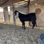 تيس مطور