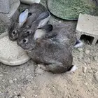 ثلاثة ذكور إيطالي