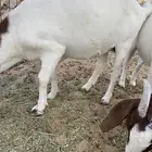 ماعز بورقيت
