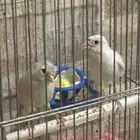جوز كناري سوري منتج مع فرخين من انتاجي