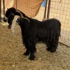 تيس عارضي خصم شبب
