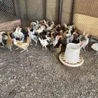 دجاج بلدي عمر شهرين و نصف