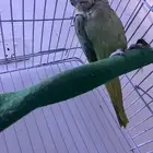 بغباء نيبالي أليف