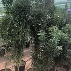 تنسيق الحدائق المنزلية