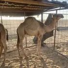 حوار طيب