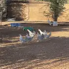 دجاج فيومي منيوم