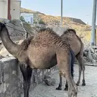 ثنين من القعدان العمر 9 اشهر