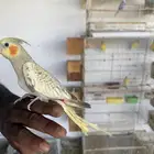 عدد 2 كوكتيل اليف والصحه شرط الموقع مستوره