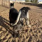 عنز توها مقروعه سنها تو مربع السعي على المشتري