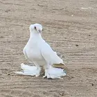 حمام
