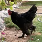 ديك براهما