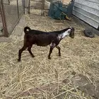 تيس ادبس جذع مخصي