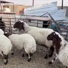 موجود ذبايح بريه