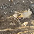 دجاجه معها 15 فرخ