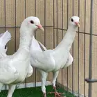 ماالتيزز