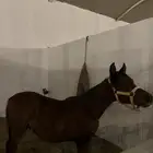 مهر خيل للبيع