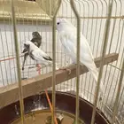 طيور كناري