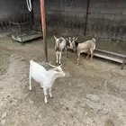 بسم الله م شاء الله ثلاثه تيوس بلدي العمر 7 اشهر