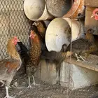 للبيع صوص دجاج فيومي ذهبي