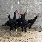 الاحساء القاره