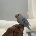 فرخ روز مفطوم عمر شهرين هدد اليف (تم البيع)