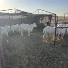 القصيم غرب المذنب