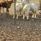 الشميسي طريق الخواجات قبل حوش الجابري
