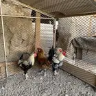 ديوك